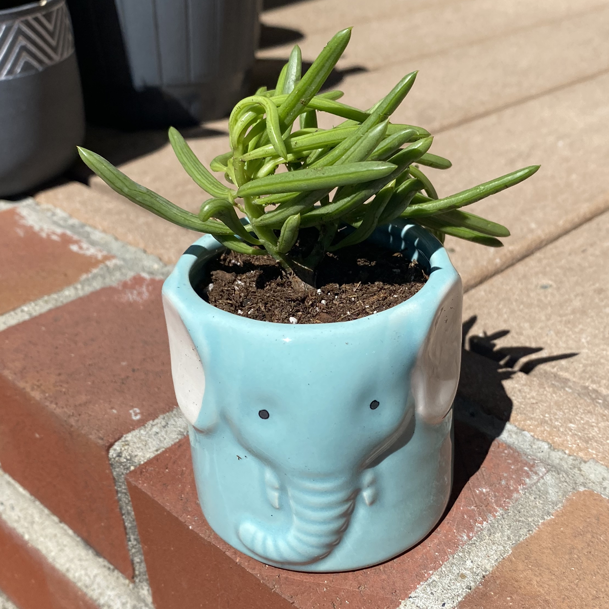 Succulent Bush Senecio plant photo by @AshinByAlex named Ella on Greg, the plant care app.