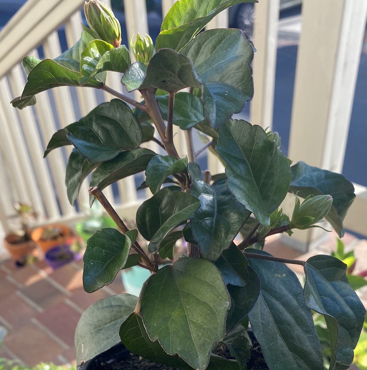 Hibiscus Tree plant photo by @AshinByAlex named Leaf Erickson on Greg, the plant care app.