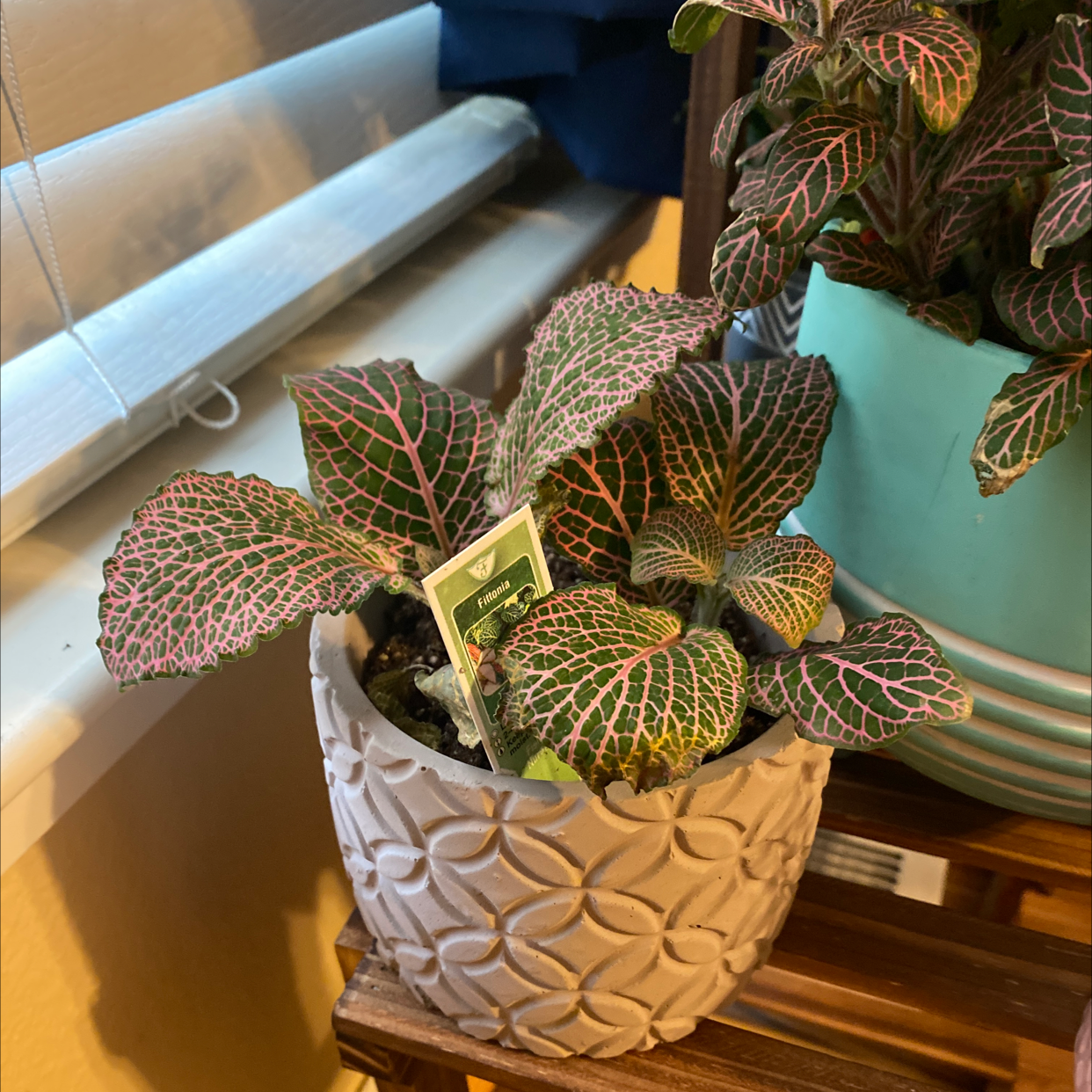 Nerve Plant plant photo by @AshinByAlex named Nervana on Greg, the plant care app.
