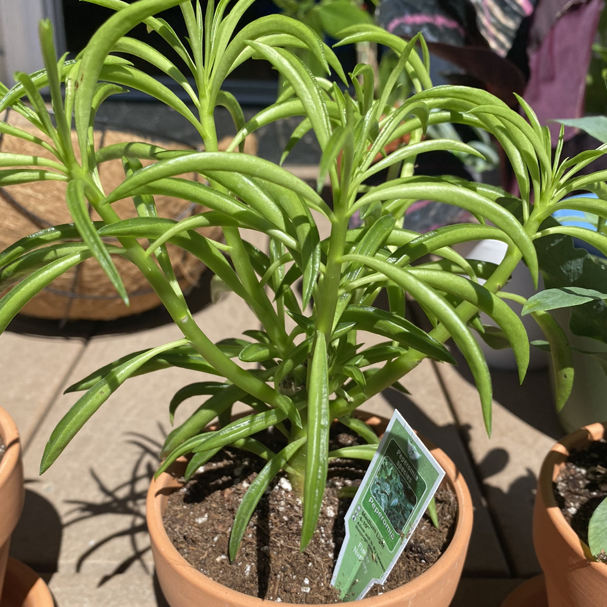 Pincushion Peperomia plant photo by @AshinByAlex named Osmo on Greg, the plant care app.
