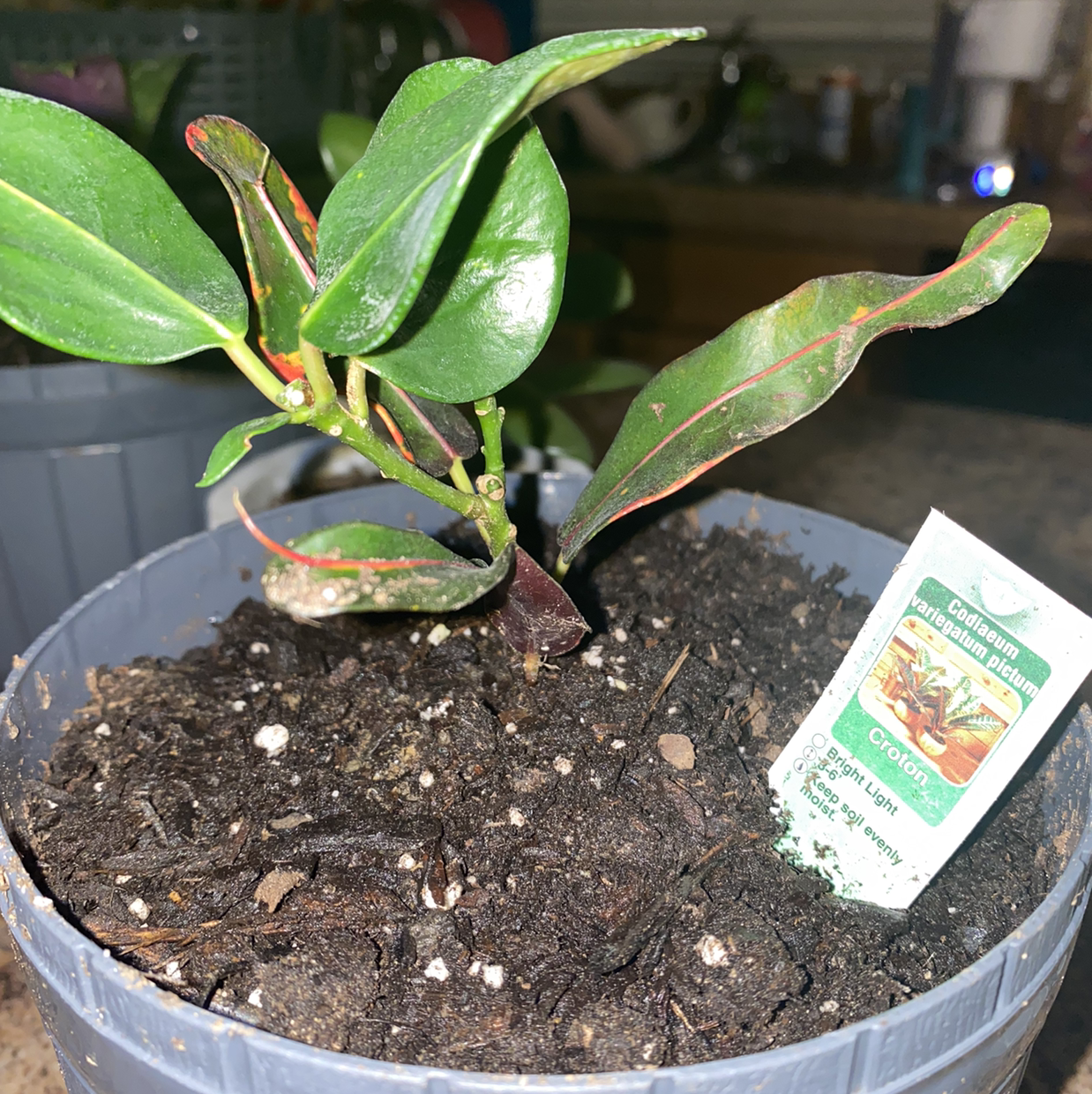 California Croton plant photo by @AshinByAlex named Cruton on Greg, the plant care app.