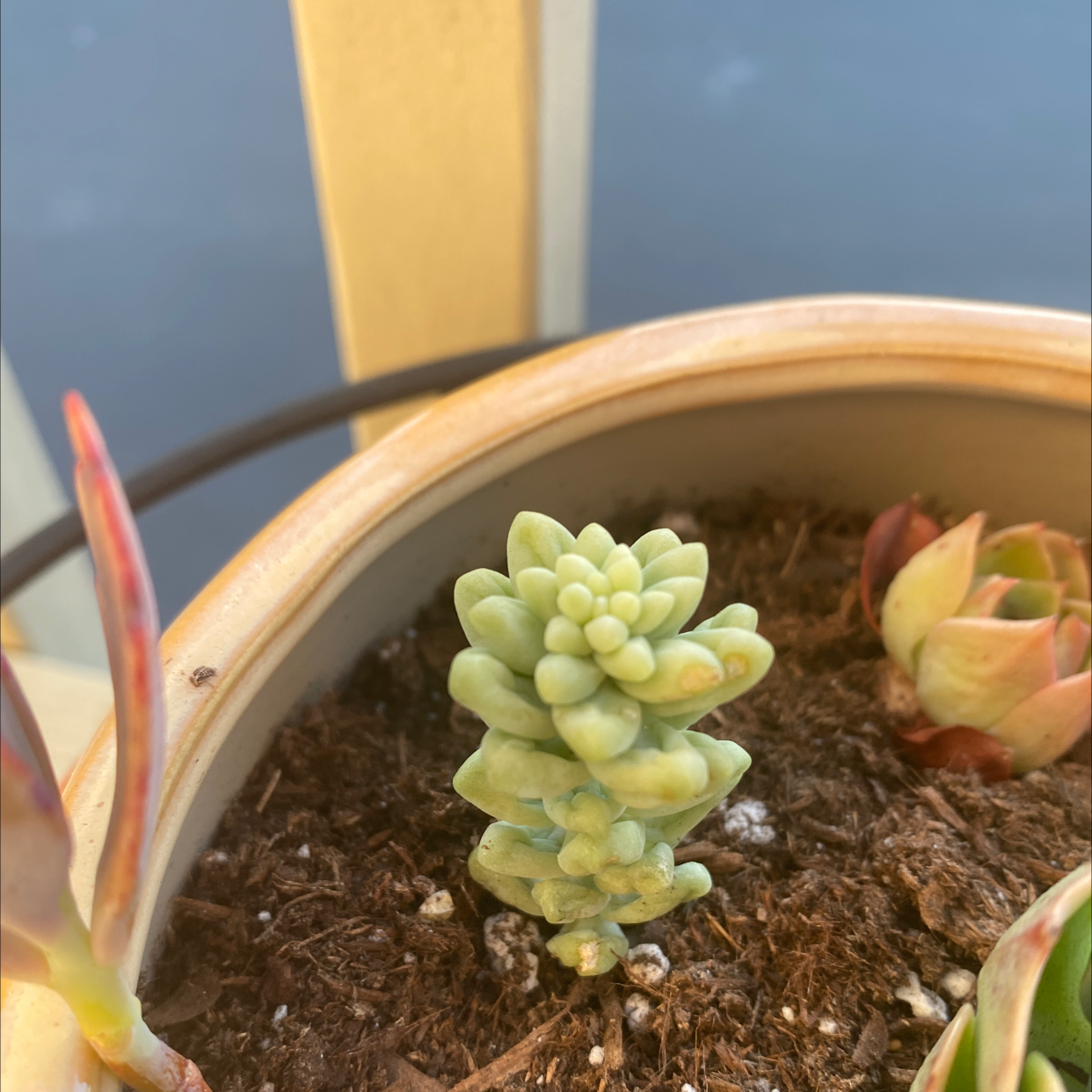 Burro's Tail plant photo by @AshinByAlex named James Dean on Greg, the plant care app.