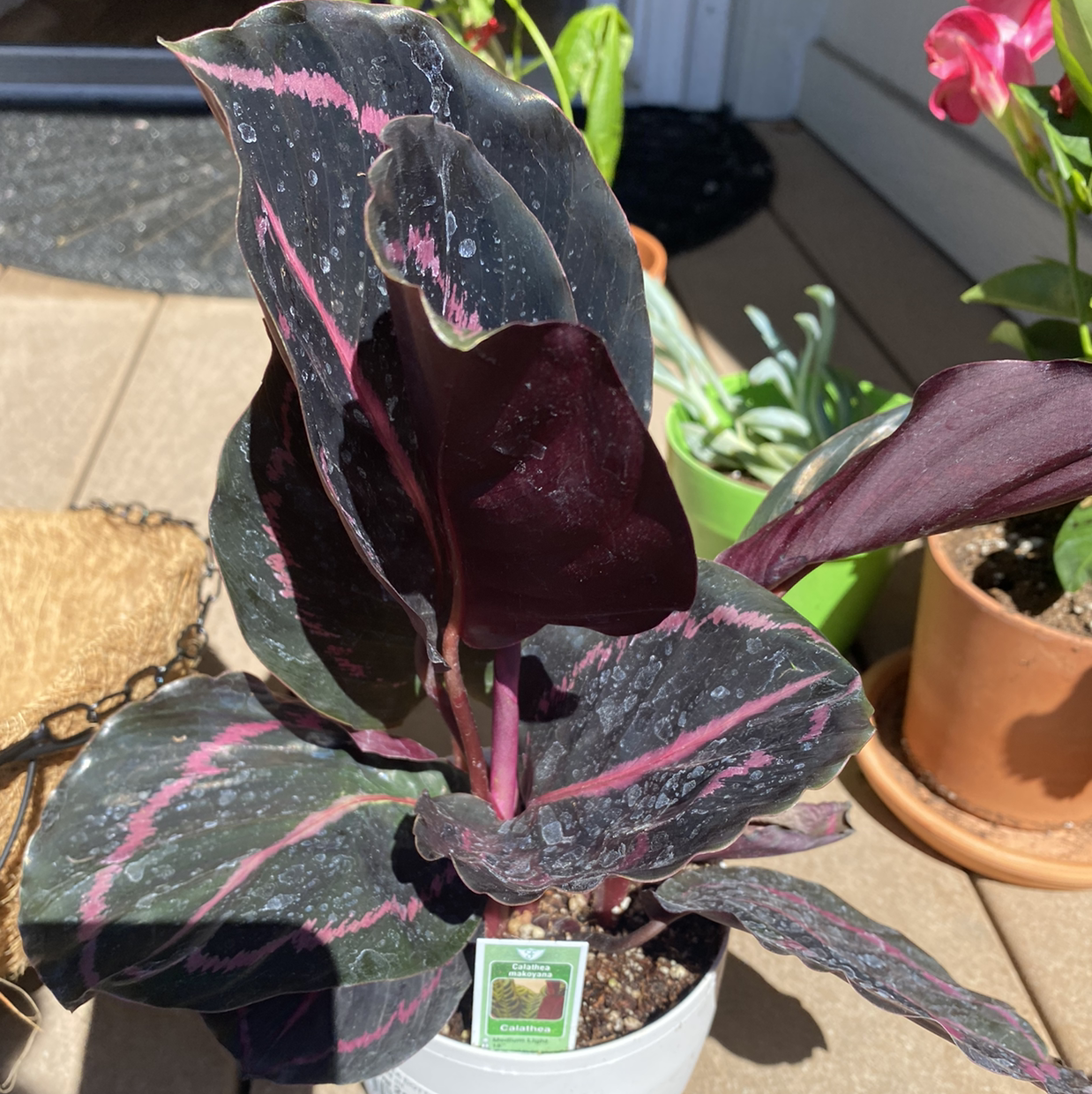 Rose Calathea plant photo by @AshinByAlex named Aria on Greg, the plant care app.