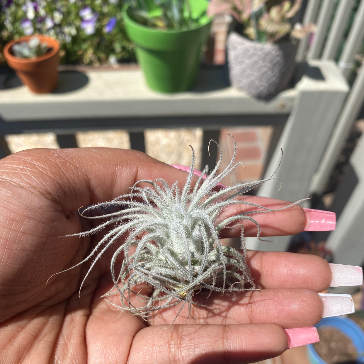 Blushing Bride Air Plant plant photo by @AshinByAlex named Eyre on Greg, the plant care app.