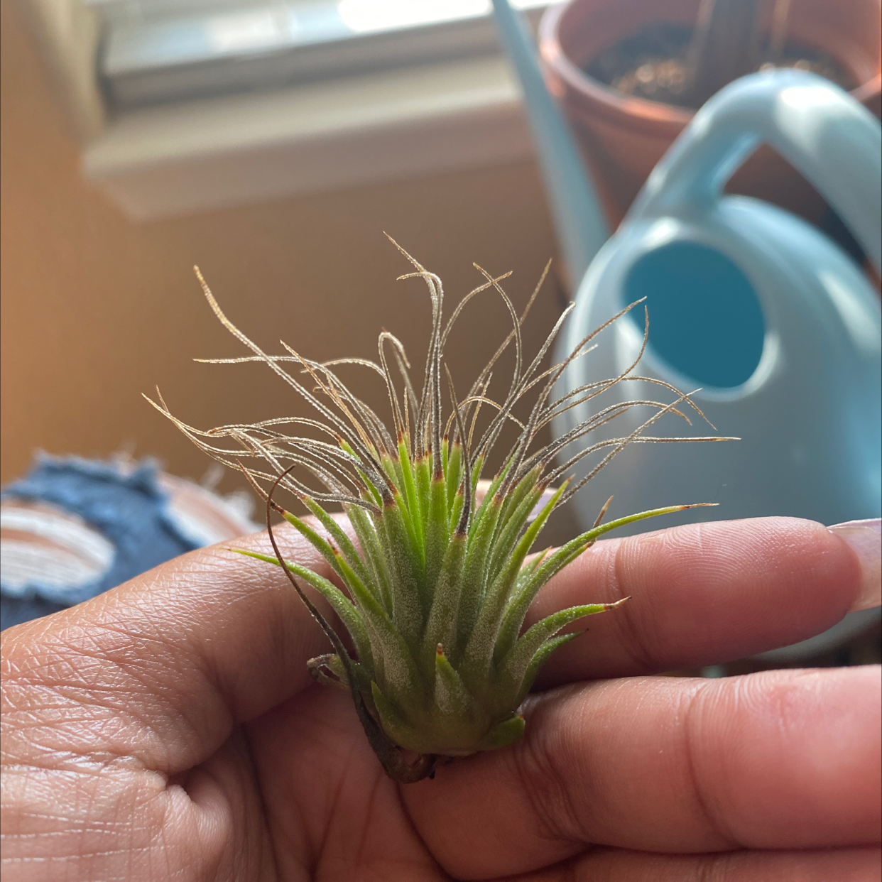 Blushing Bride Air Plant plant photo by @AshinByAlex named Mochi on Greg, the plant care app.