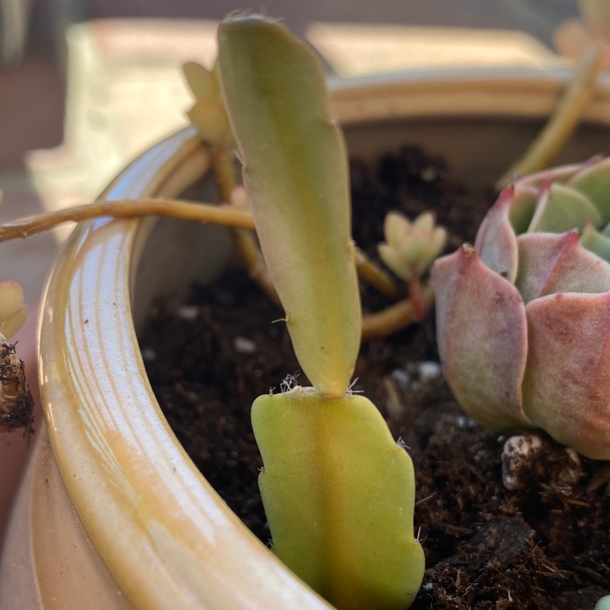 False Christmas Cactus plant photo by @AshinByAlex named Foxxy on Greg, the plant care app.
