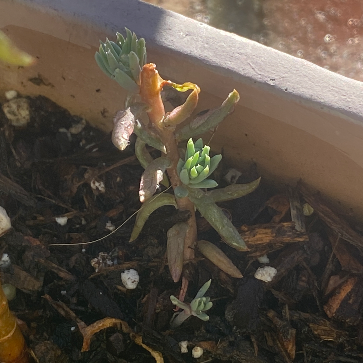 Miniature Pine Tree plant photo by @AshinByAlex named Sonora on Greg, the plant care app.