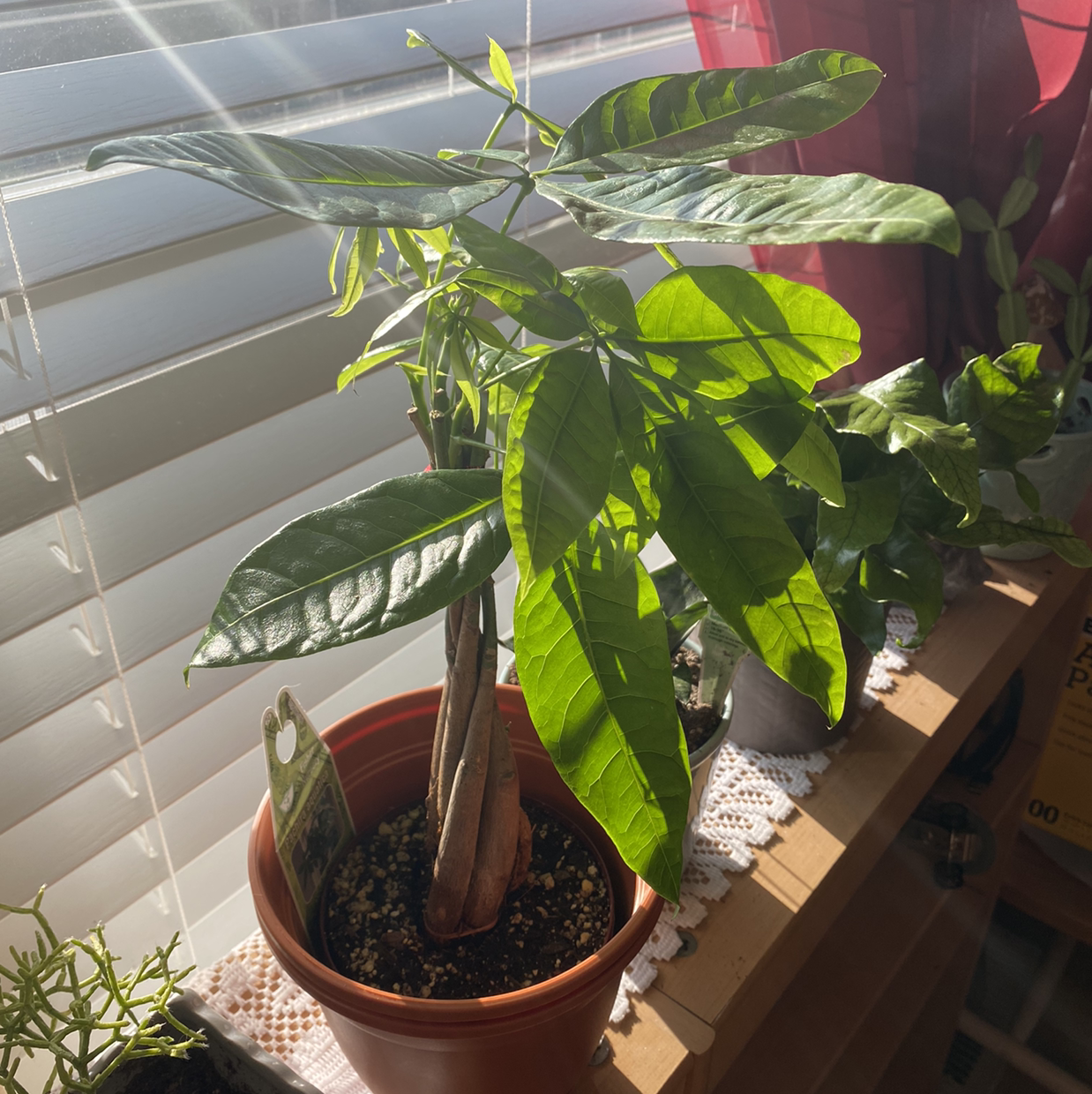Money Tree plant photo by @AshinByAlex named Xena on Greg, the plant care app.