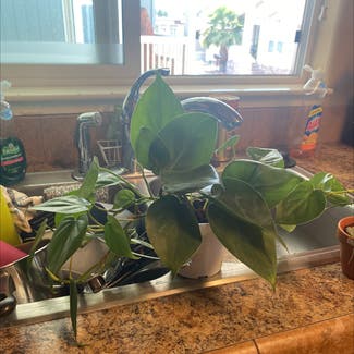 Heartleaf Philodendron plant in Vallejo, California