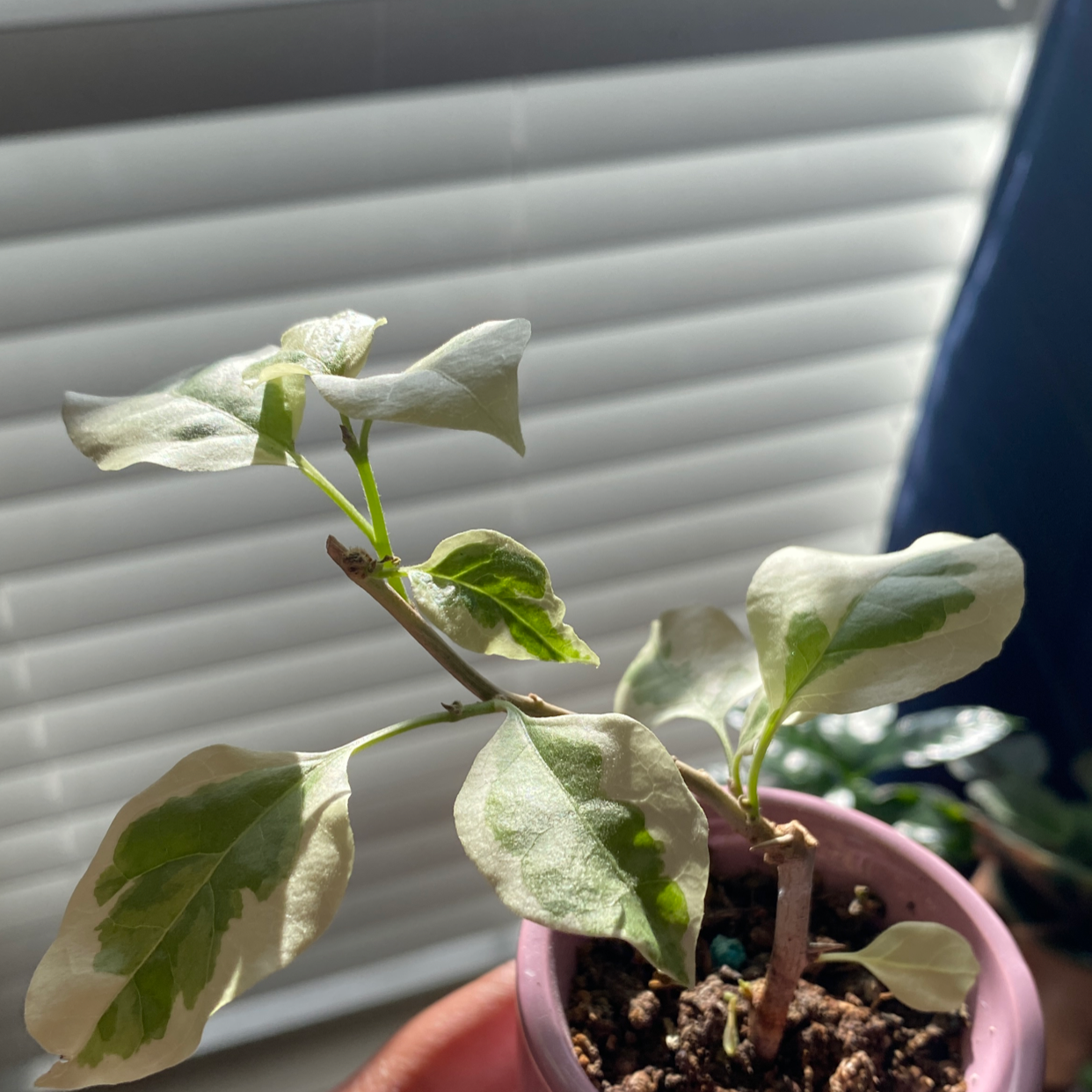 Potted Bougainvillea plant with variegated leaves in bright light.