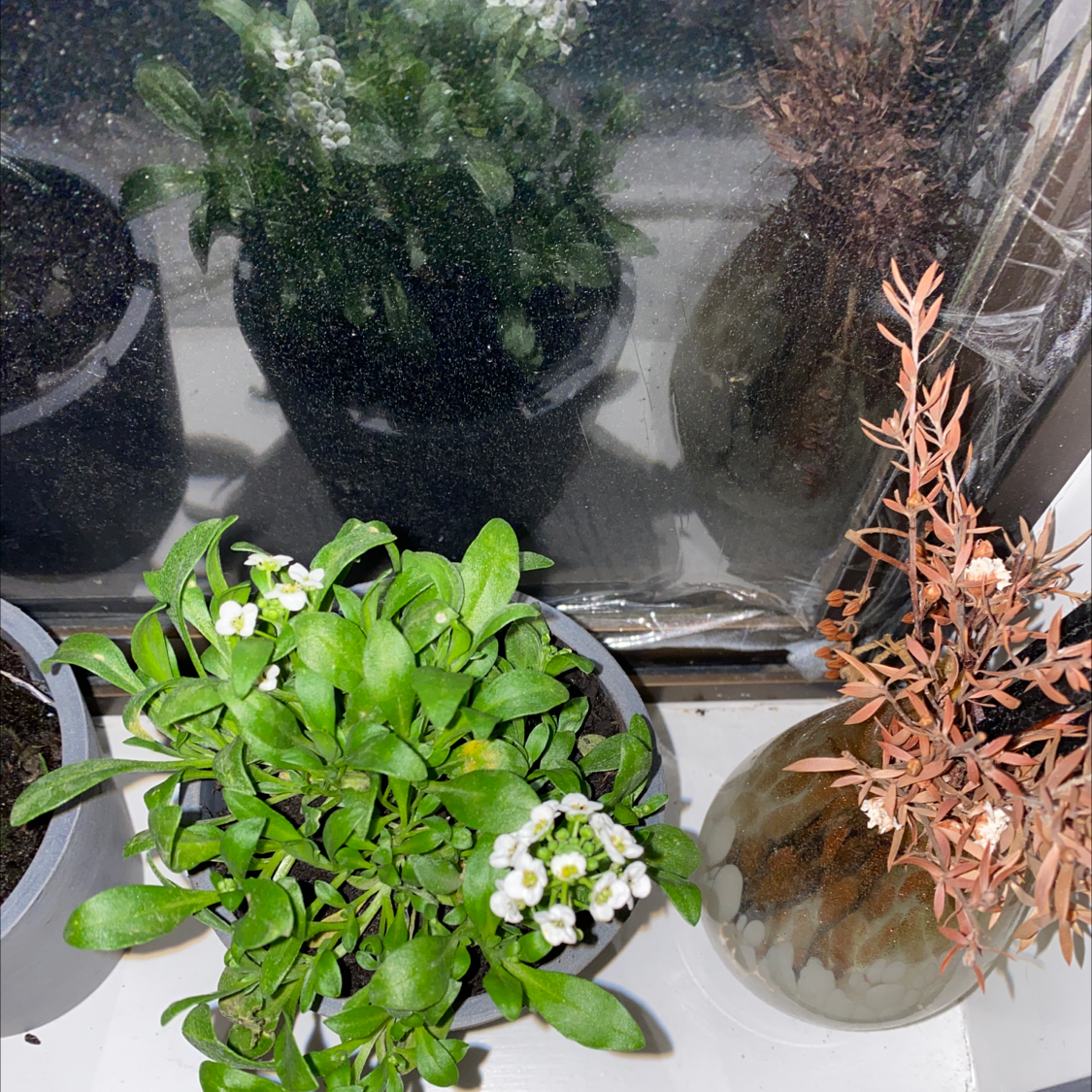 A small, healthy sweet alyssum plant with white flowers and green leaves, potted and sitting on a window sill with other plants.