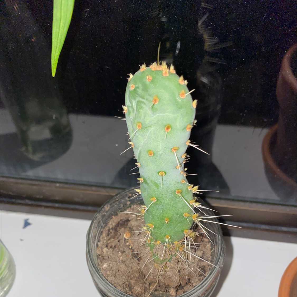 Photo of the plant species Few-Spined Marble-Seeded Prickly Pear by Molly named Daddy Spike on Greg, the plant care app