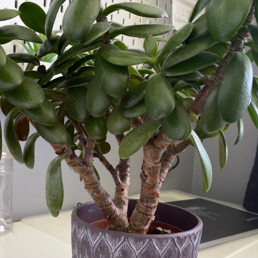 Photo of the plant species Crassula cotyledonis by @Sabryden named Darwin on Greg, the plant care app