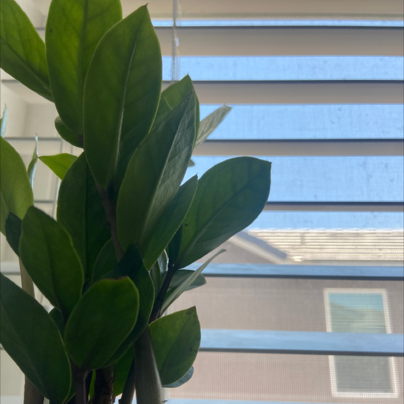 Zamioculcas Zamiifolia plant photo by @Beanrad named Joshua on Greg, the plant care app.