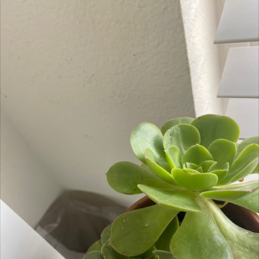 Aeonium Arboreum plant photo by @Beanrad named Aeonium on Greg, the plant care app.