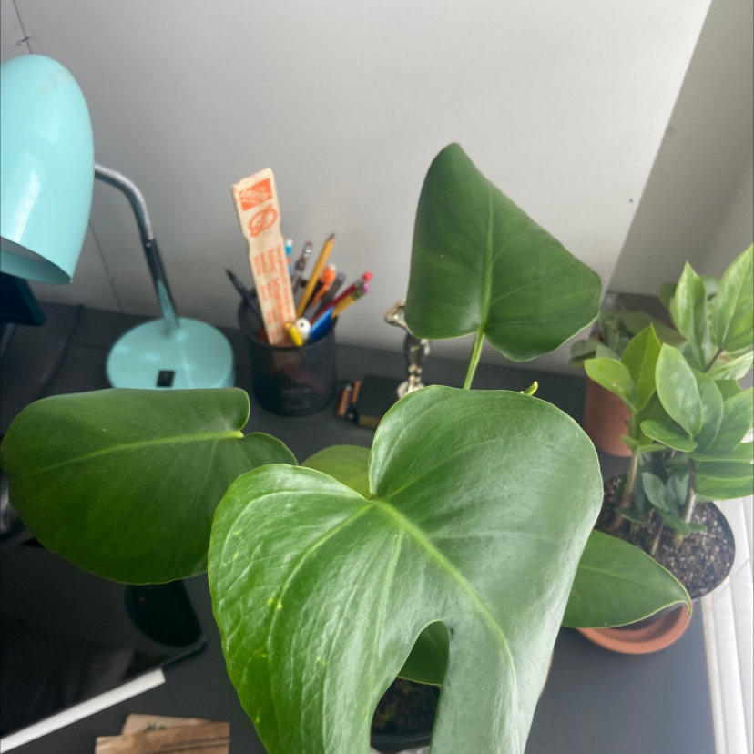 Monstera plant photo by @Beanrad named Harriet on Greg, the plant care app.