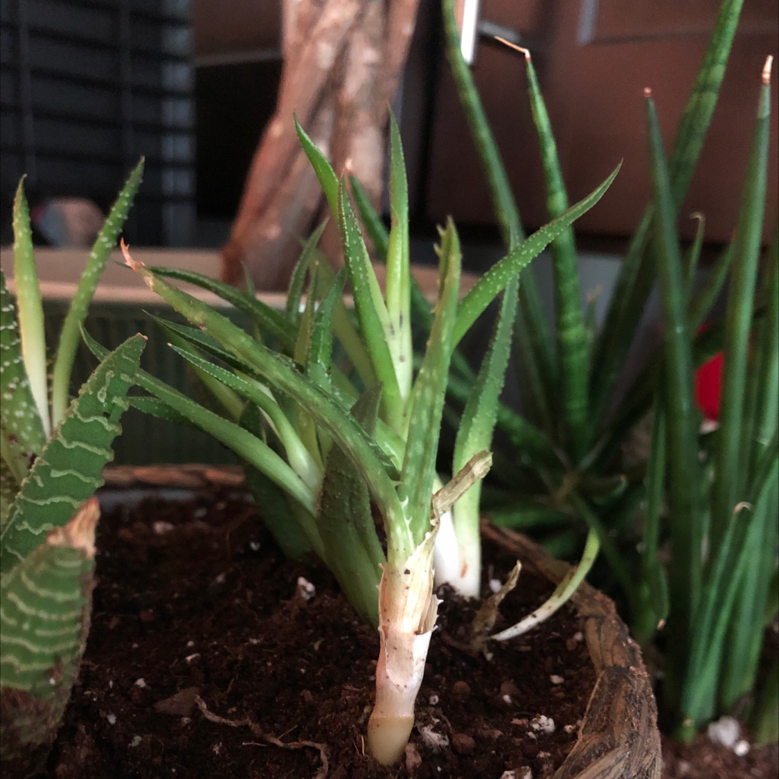 Aloe vera plant photo by Urie named Garfunkel on Greg, the plant care app.