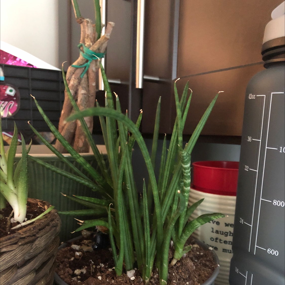 Cylindrical Snake Plant plant photo by Urie named Key&Peele on Greg, the plant care app.