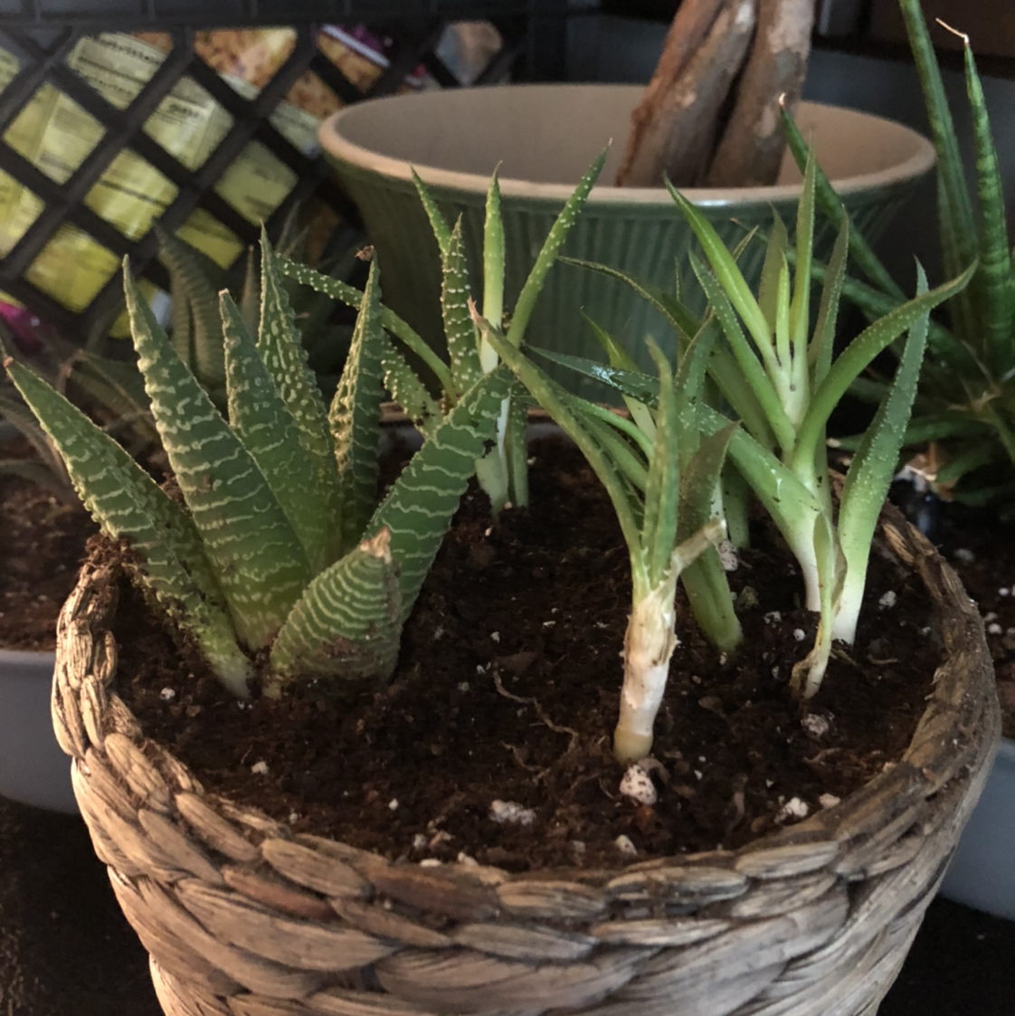 Zebra Plant plant photo by Urie named Ninja Turtles on Greg, the plant care app.