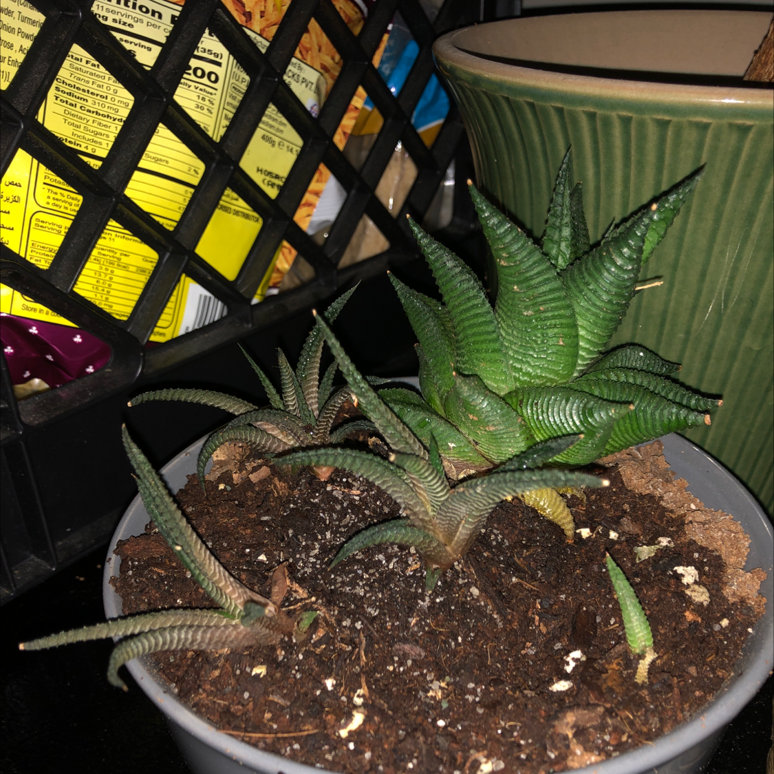 Fairy Washboard plant photo by Urie named Hee-jong on Greg, the plant care app.