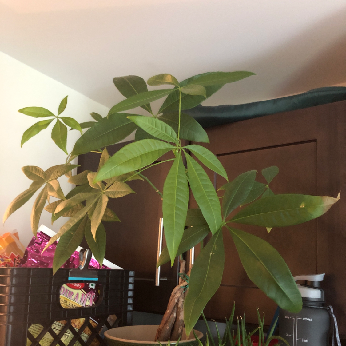 Money Tree plant photo by Urie named Zendaya on Greg, the plant care app.