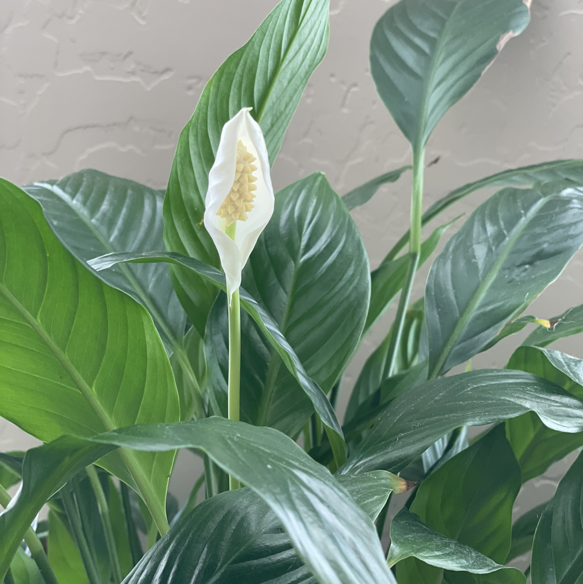 Healthy peace lily plant with glossy green leaves and white flower in bloom, on light neutral background.