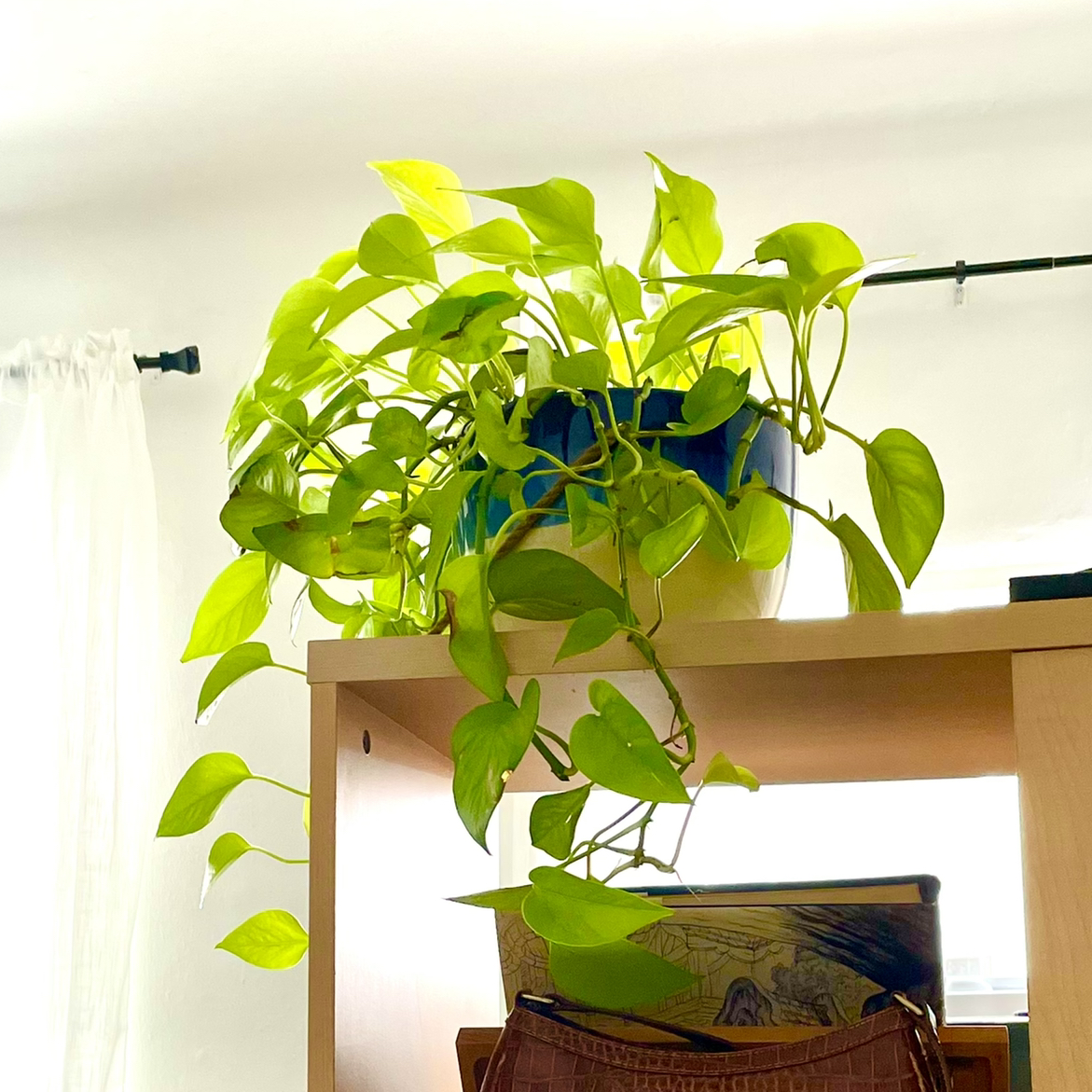 Neon Pothos plant on a shelf, vibrant green leaves, healthy appearance.