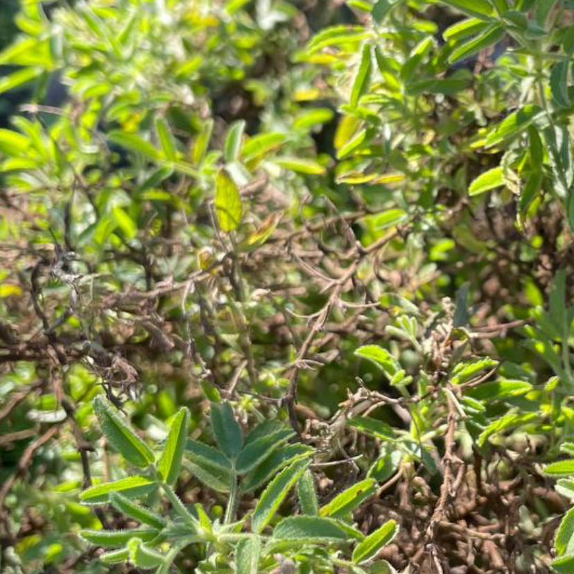 Photo of the plant species round-leaved restharrow by Соломія named Your plant on Greg, the plant care app