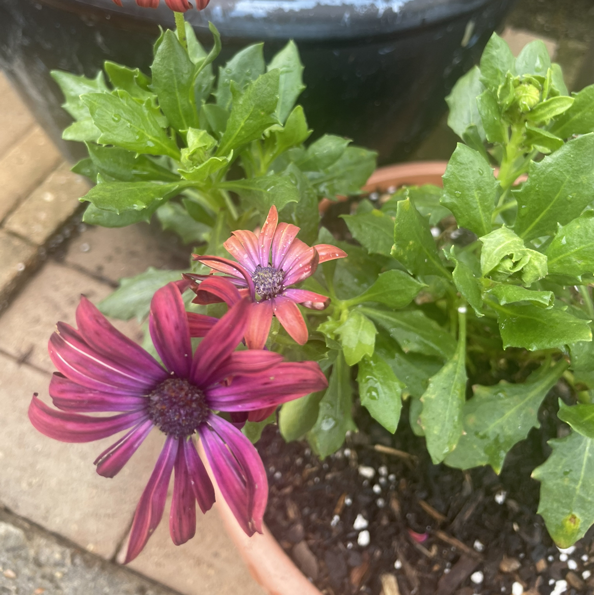 Van Staden's river daisy plant in a pot with vibrant green leaves and blooming flowers.