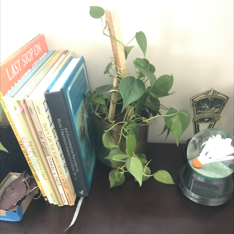 Philodendron Scandens plant photo by @aaronpeter named Vera’s Heartleaf on Greg, the plant care app.