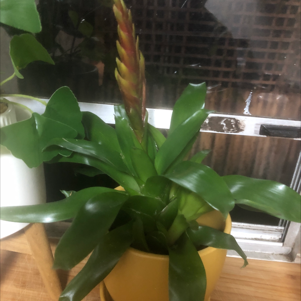 Photo of the plant species Vriesea Carinata by Esther named Not sure on Greg, the plant care app