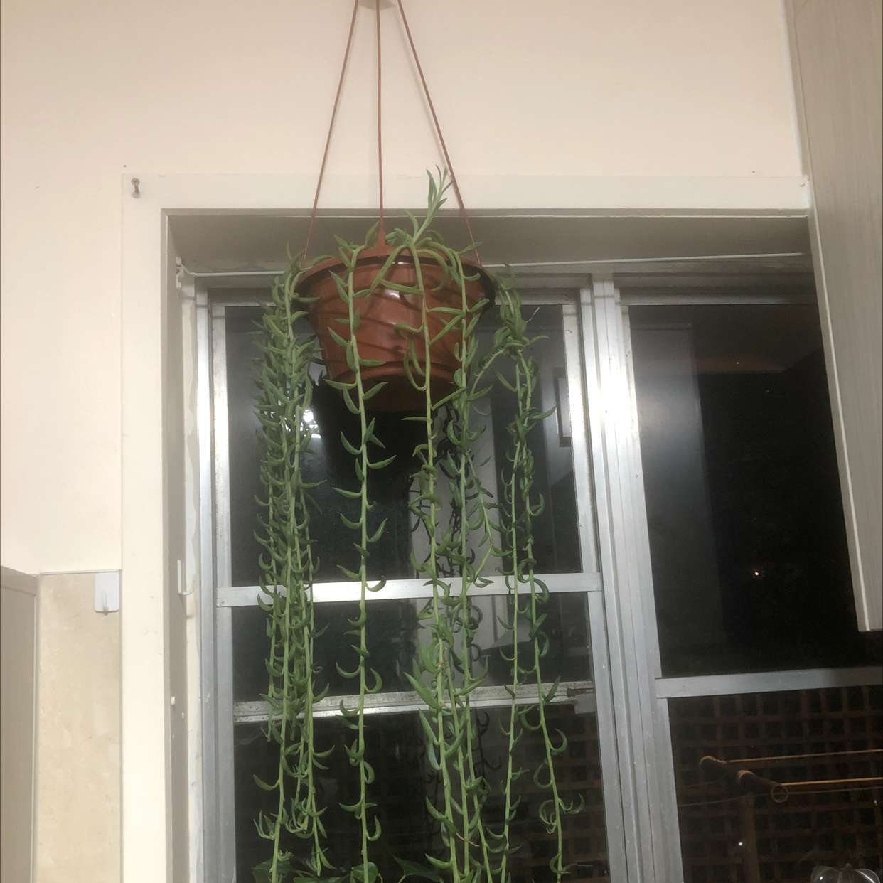 Photo of the plant species Corkscrew Willow by Esther named Hanging plant 2 on Greg, the plant care app