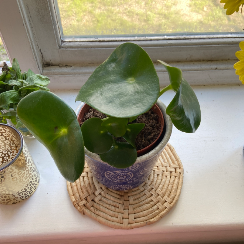 Photo of the plant species Common Water-Hyacinth by @Rhiannon97 named Princess Peach on Greg, the plant care app
