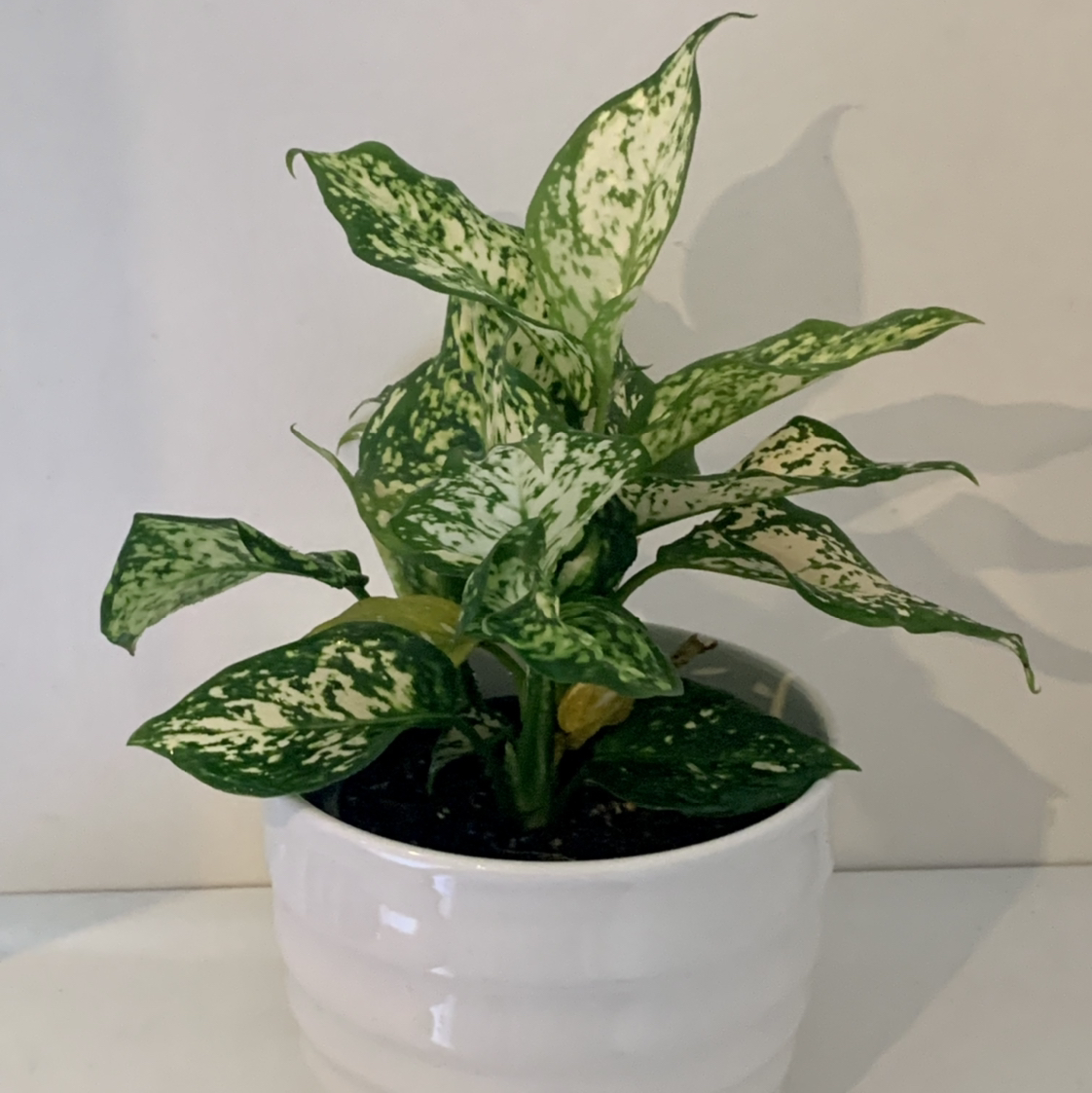 Photo of the plant species Aglaonema 'Ernesto's Favorite' by @AndrewEiserman named Eileen on Greg, the plant care app
