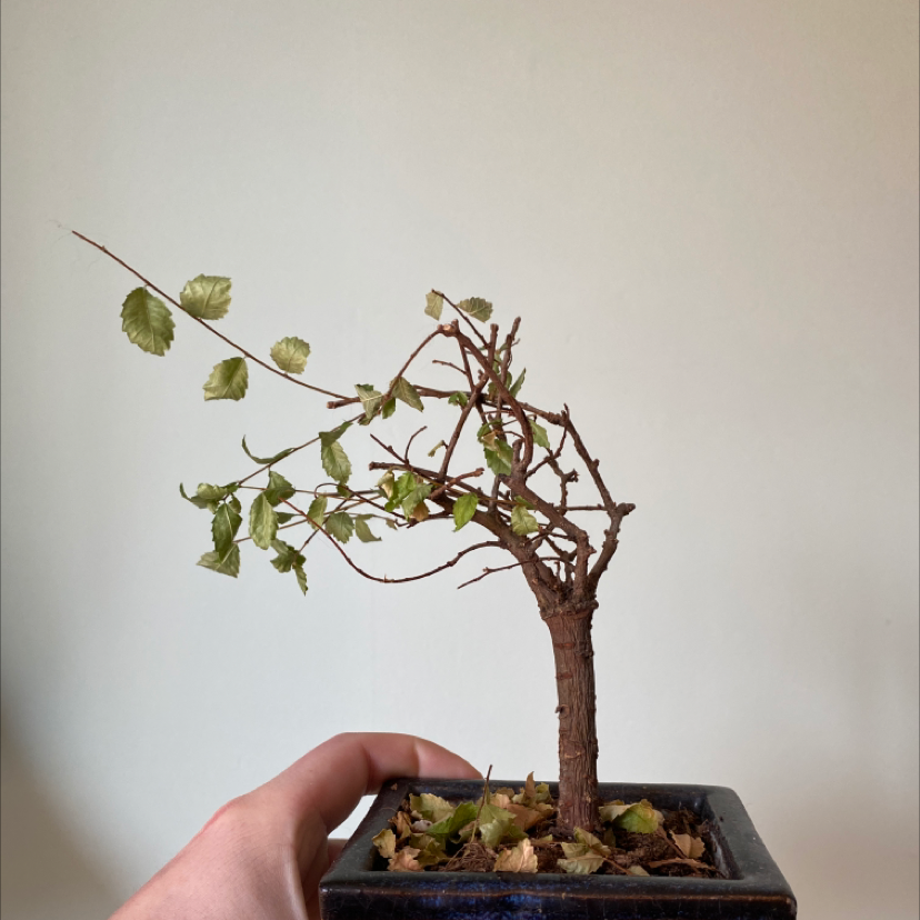 Bonsai Chinese elm tree in early training stage, held by hand to show delicate branching structure, no disease signs visible.