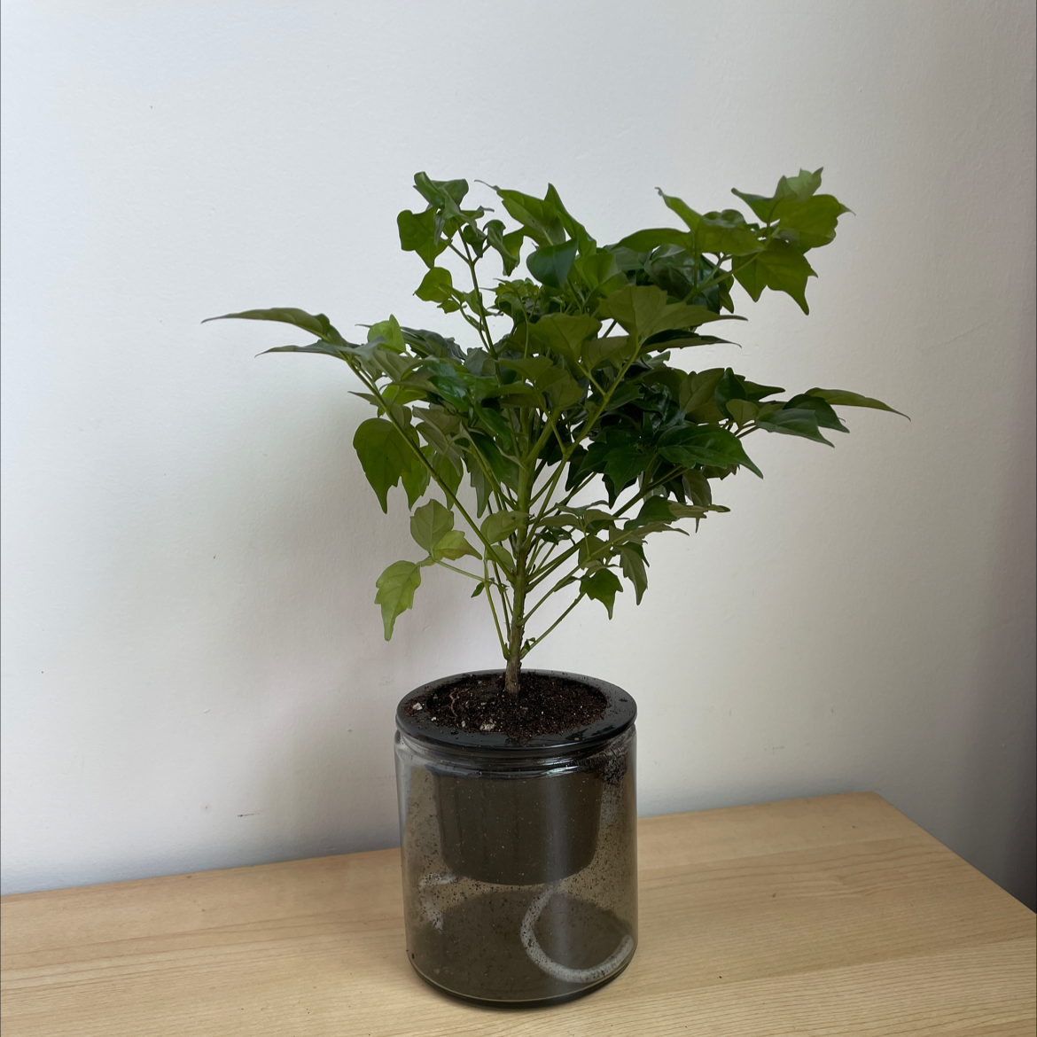 Photo of the plant species China Doll Plant by @woody named Hap on Greg, the plant care app
