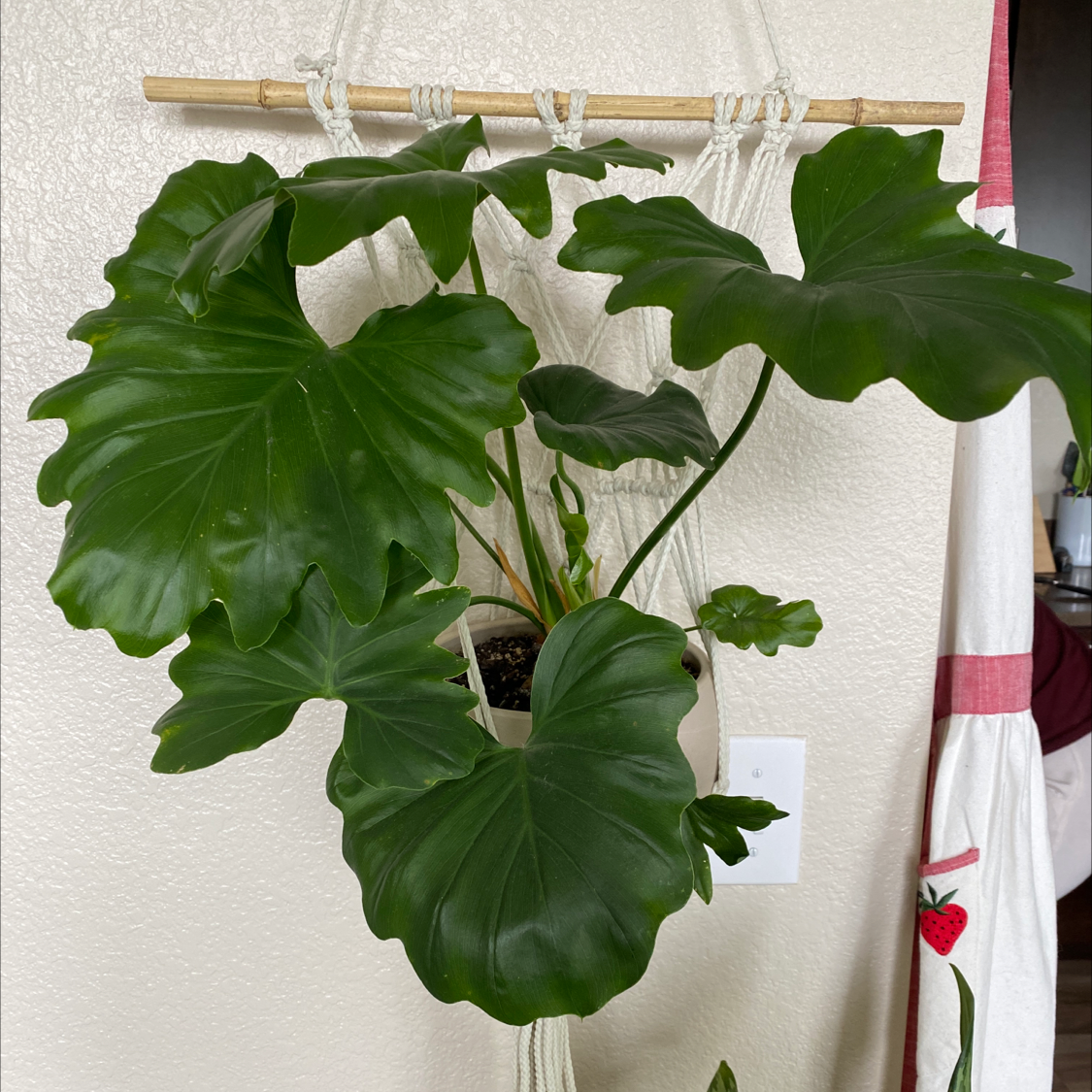 Split Leaf Philodendron with large, glossy green leaves in a hanging macrame holder.