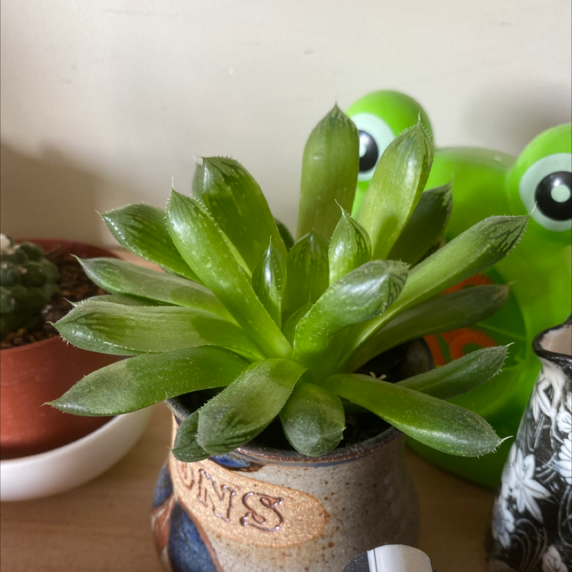 Photo of the plant species Cathedral Window Haworthia by @em.steinn named spoons on Greg, the plant care app