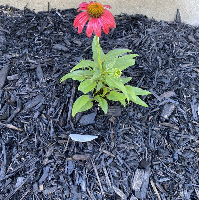 Purple Coneflower plant with one flower in a mulched garden bed.
