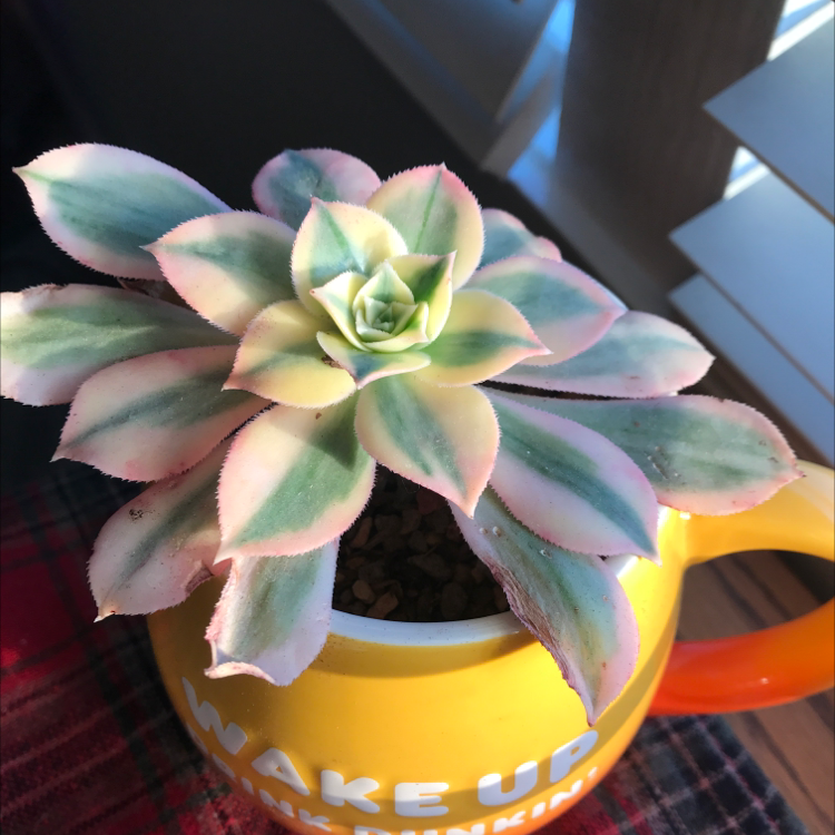 Photo of the plant species Aeonium 'Sunburst' by @tducci5 named Sunburst on Greg, the plant care app