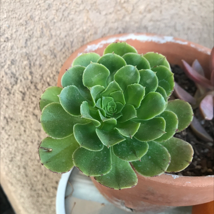 Photo of the plant species Aeonium Arboreum by @tducci5 named First plant ever on Greg, the plant care app