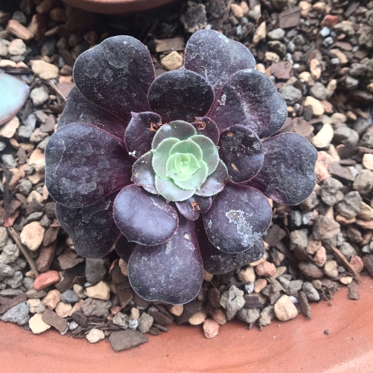 Photo of the plant species Aeonium Arboreum by @tducci5 named Purple rose on Greg, the plant care app