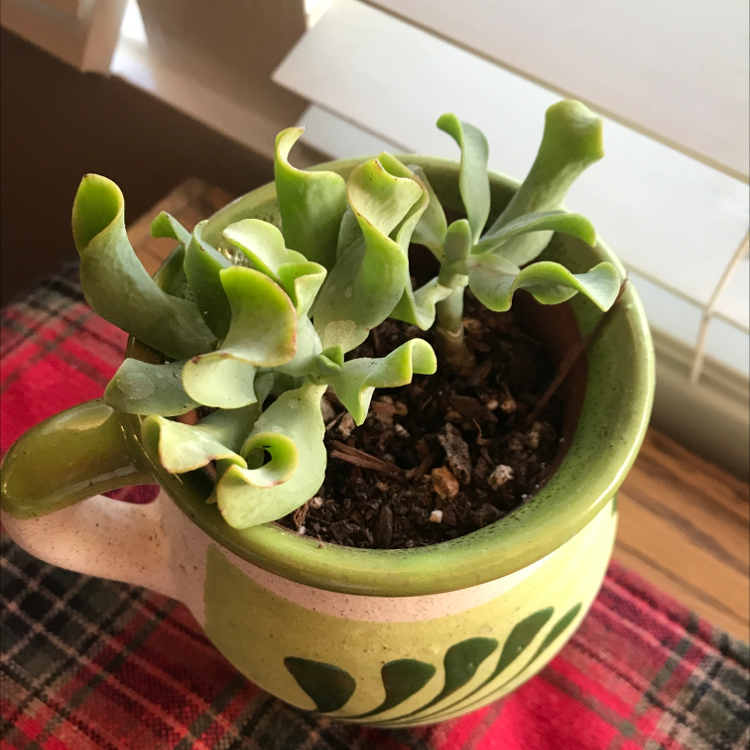 Silver Dollar Plant in a decorative pot with visible soil, appears healthy.