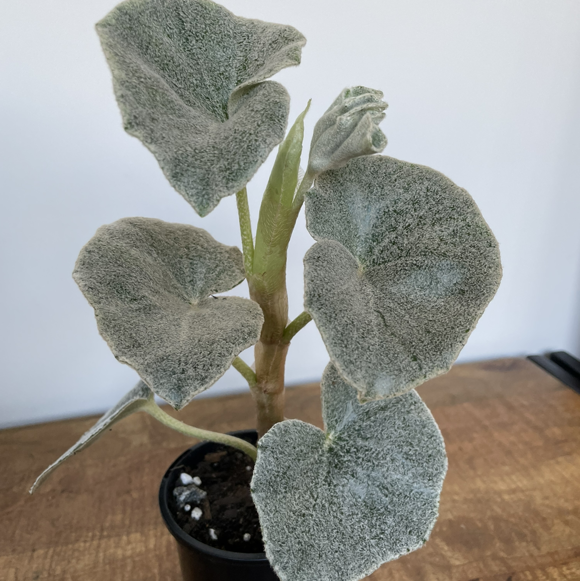 Photo of the plant species Begonia venosa by Nyssa named Your plant on Greg, the plant care app