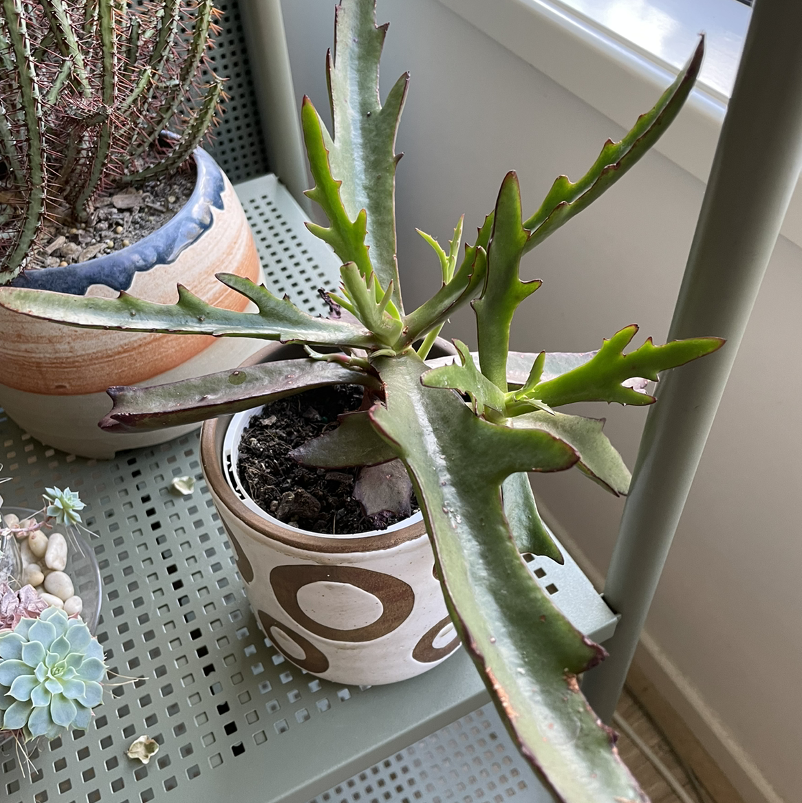 Photo of the plant species Elk horn succulent by Nyssa named Your plant on Greg, the plant care app