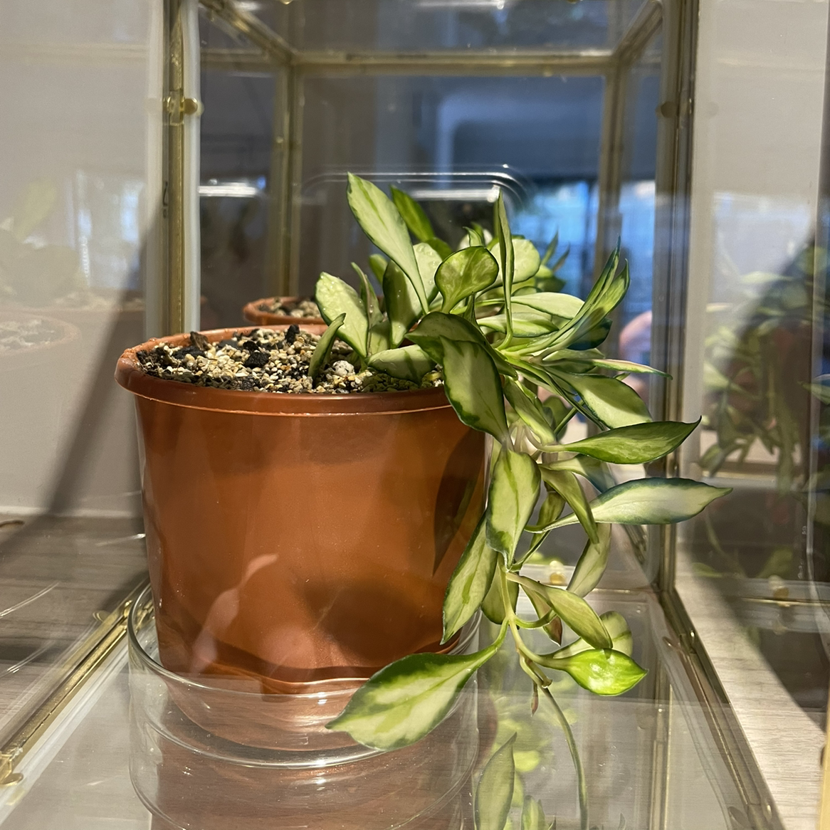 Potted Hoya heuschkeliana plant with variegated leaves in a well-lit environment.
