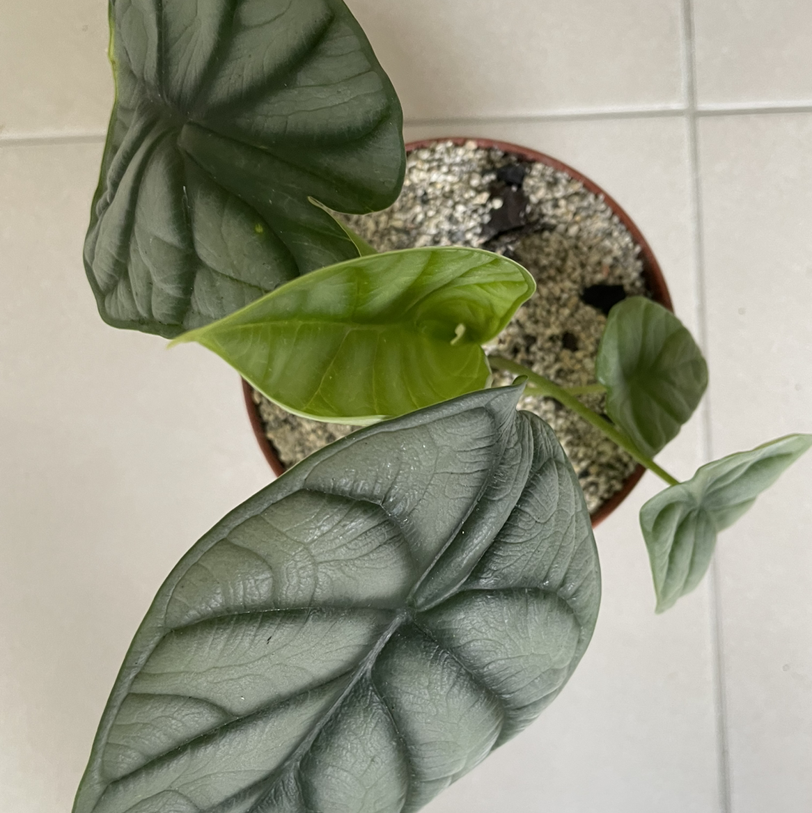 Potted Silver Dragon plant with silver-green leaves and prominent veining.
