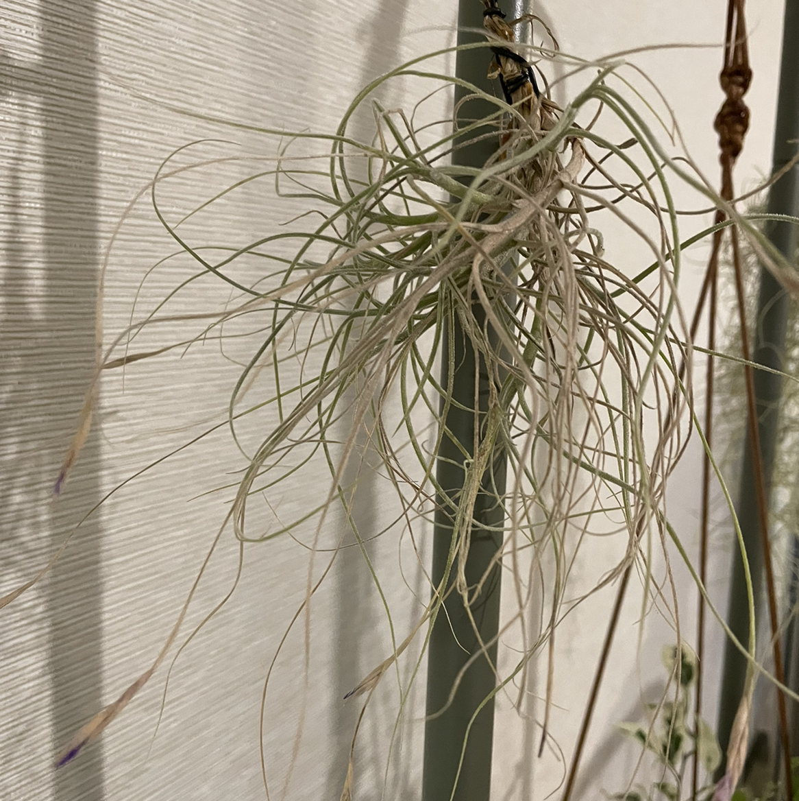 Photo of the plant species Tillandsia seideliana by Nyssa named Your plant on Greg, the plant care app