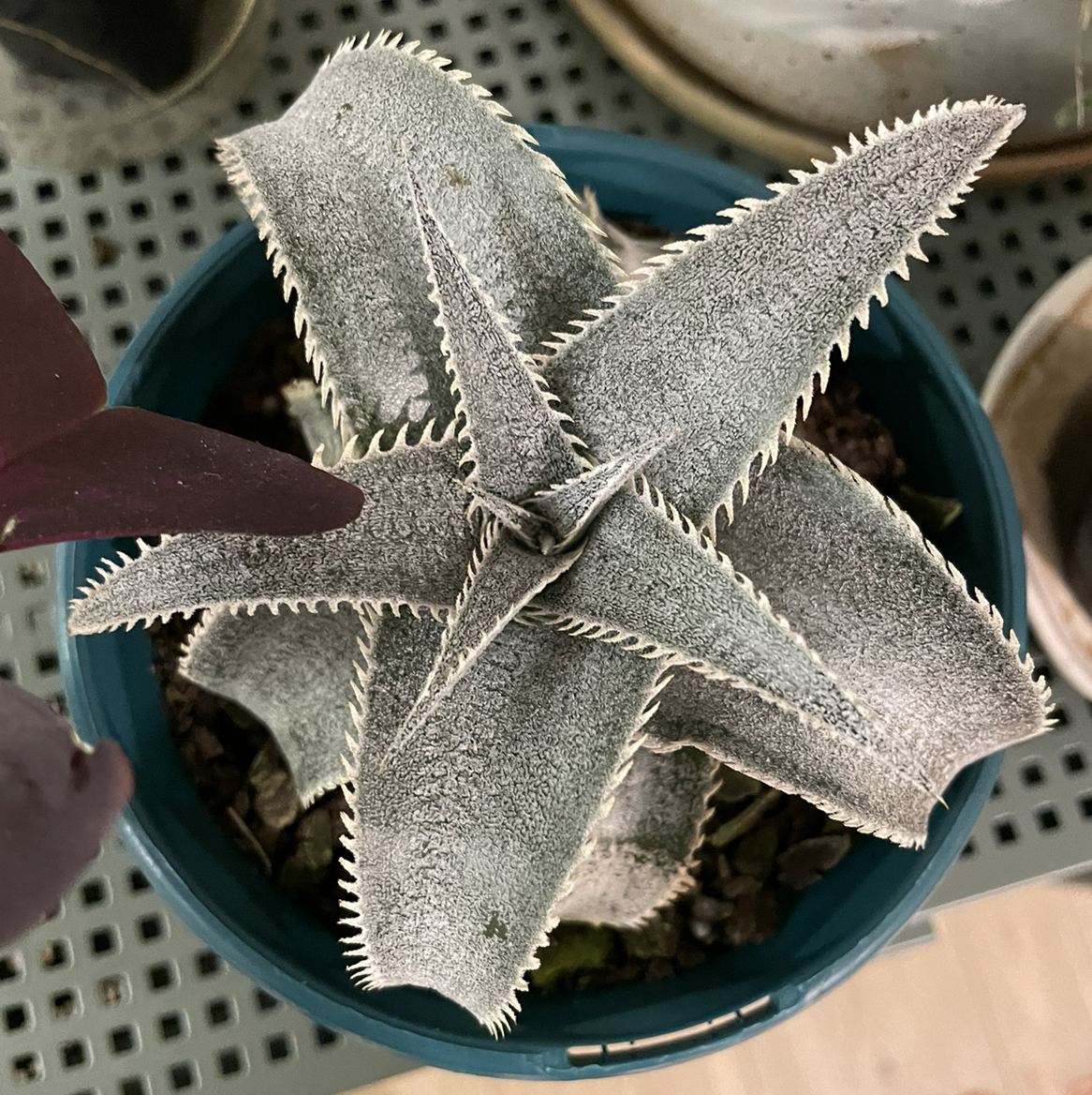 Photo of the plant species White Dyckia by Nyssa named Your plant on Greg, the plant care app