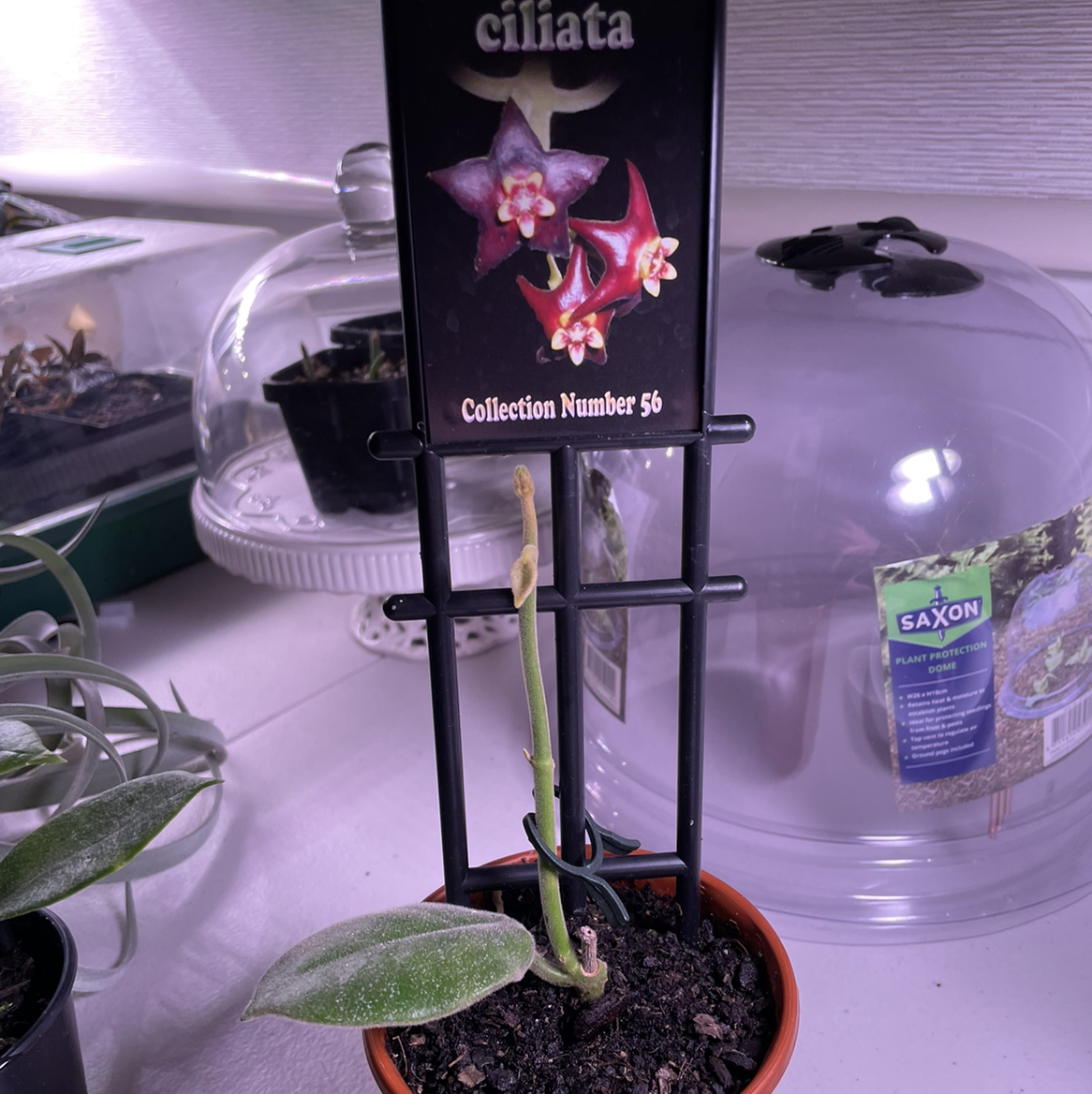 Photo of the plant species Black Hoya by Nyssa named Your plant on Greg, the plant care app